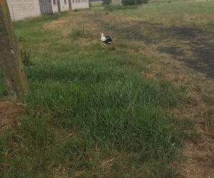 Bocian wypadł z gniazda. Pomogli strażacy