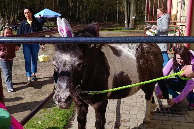 Konna święconka w Szczecinie