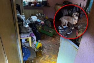 Psy żyły w koszmarnych warunkach. Właścicielka odpowie za znęcanie