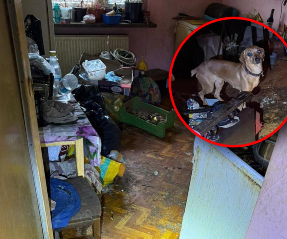 Psy żyły w koszmarnych warunkach