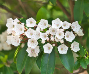Kalmia