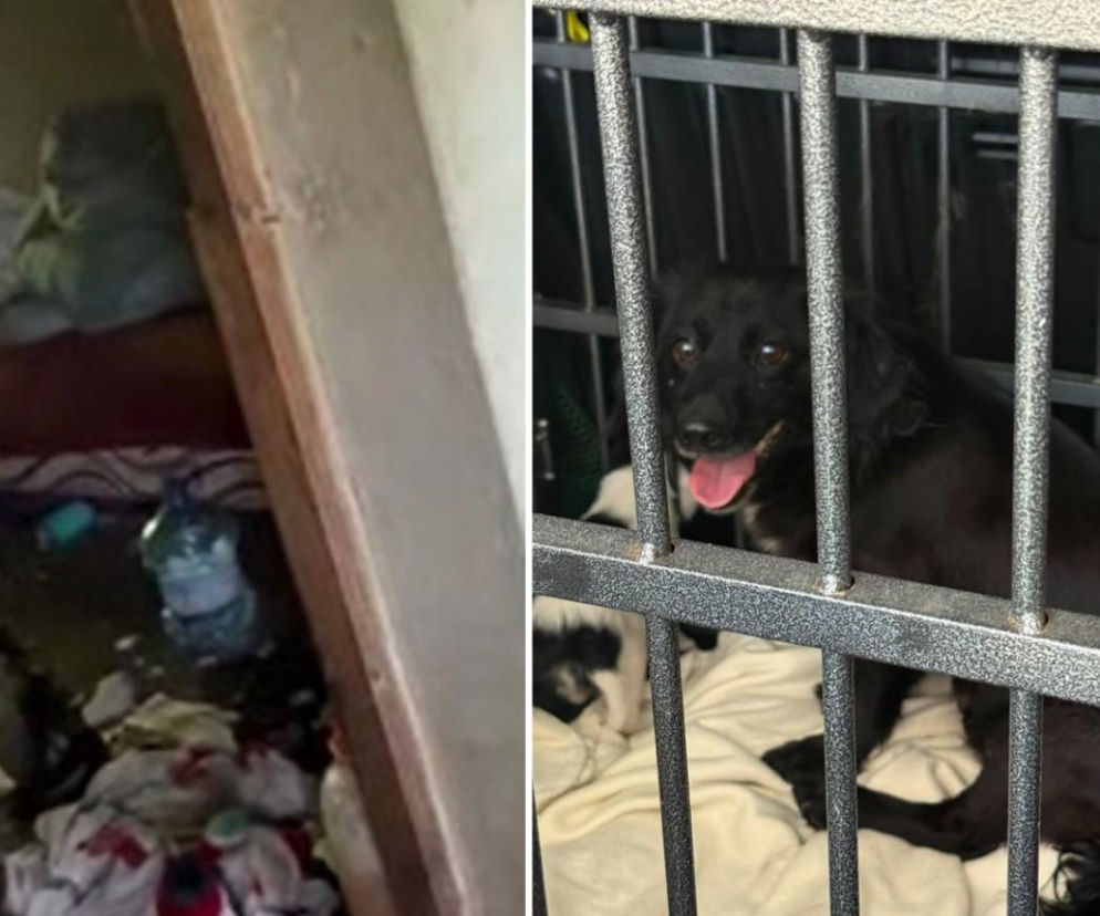 Policjanci odkryli koszmar w Lubinie. Szczeniaki chowały się za kanapą