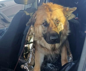 Mrożąca krew w żyłach interwencja. Uratowali psa przymarzniętego do drogi