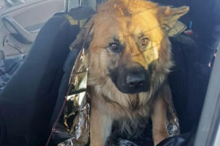 Mrożąca krew w żyłach interwencja. Uratowali psa przymarzniętego do drogi