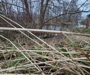 Poćwiartował ciało współlokatora i zakopał w parku! Po wszystkim napisał do matki Mateusza