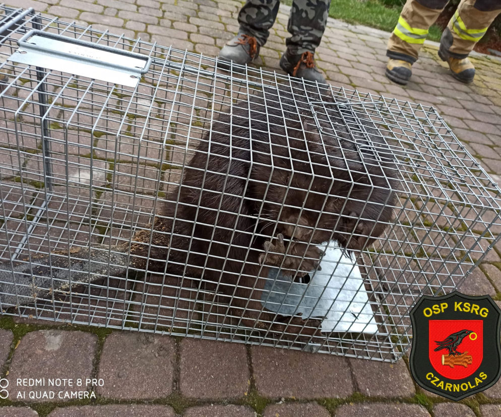 Bóbr zakradł się do domu i ZAATAKOWAŁ! Pogryziona kobieta trafił do szpitala!