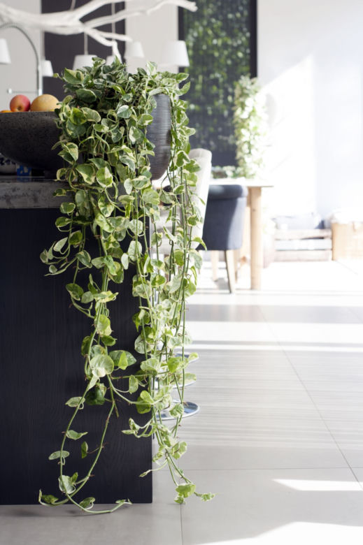 Epipremnum
