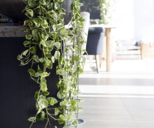 Epipremnum