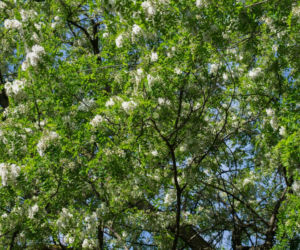 Robinia akacjowa