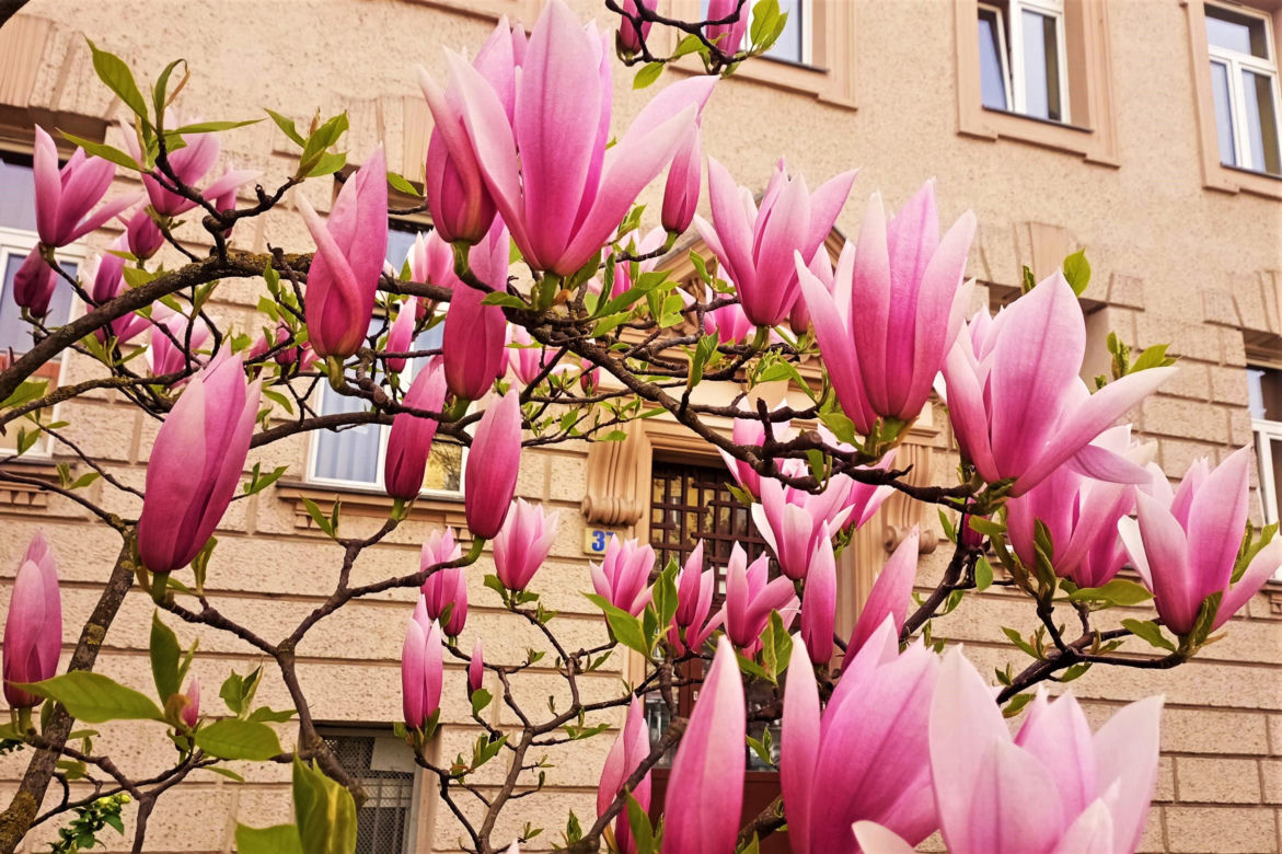Magnolie w Szczecinie