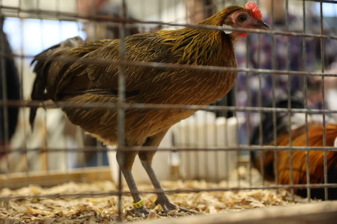 Zoopark 2024 w Lublinie. Można podziwiać wiele gatunków zwierząt