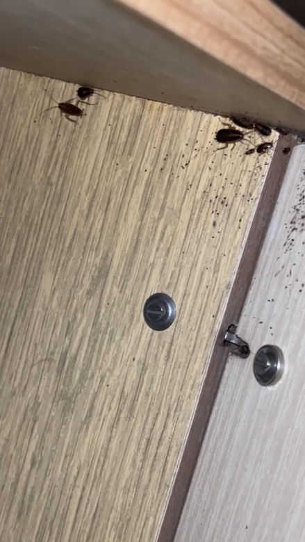 Pluskwy, karaczany to plaga w bydgoskich mieszkaniach. Ale jest i druga. Do mieszkań przez rury kanalizacje dostają się gryzonie