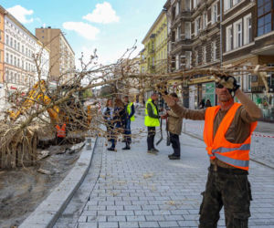 Nowe drzewa na alei Wojska Polskiego