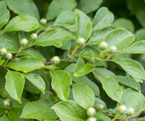 Stewarcja kameliowata