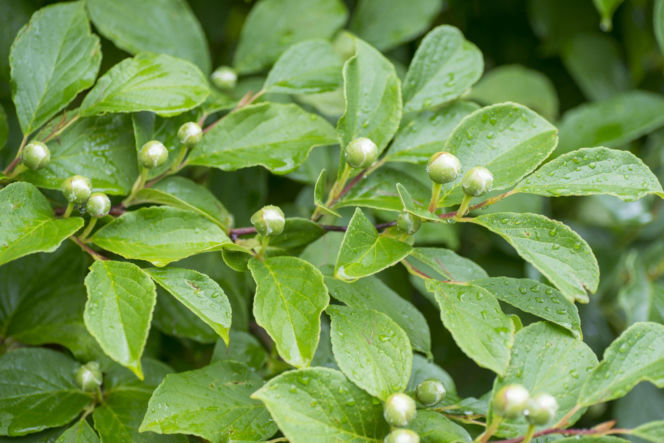 Stewarcja kameliowata