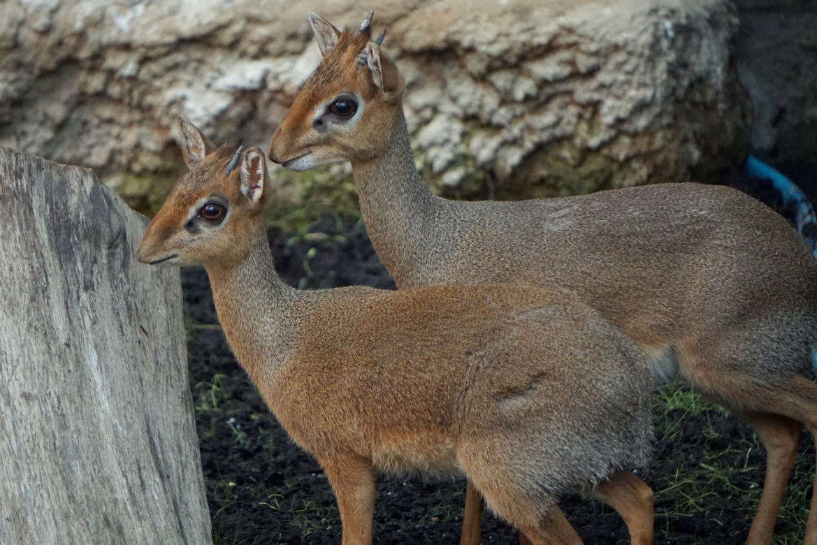 Dikdiki z wrocławskiego zoo