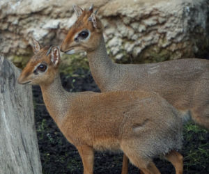 Dikdiki z wrocławskiego zoo
