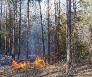 Płonął las w powiecie radomszczańskim. Ogień strawił 10 hektarów poszycia!