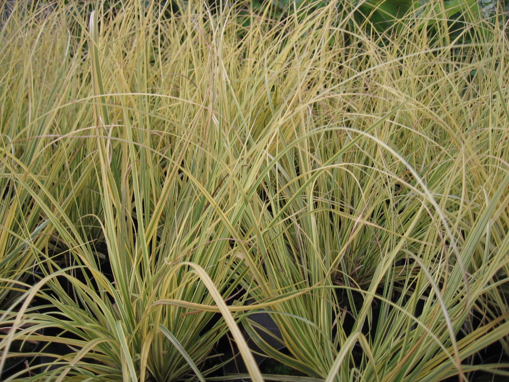 Kortaderia pampasowa 'Splendid Star' 