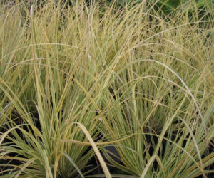 Kortaderia pampasowa 'Splendid Star' 
