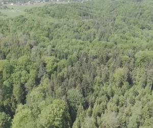 Niedźwiedzie coraz bliżej ludzi. Strach w Bieszczadach narasta: „Boimy się wyjść z domu”