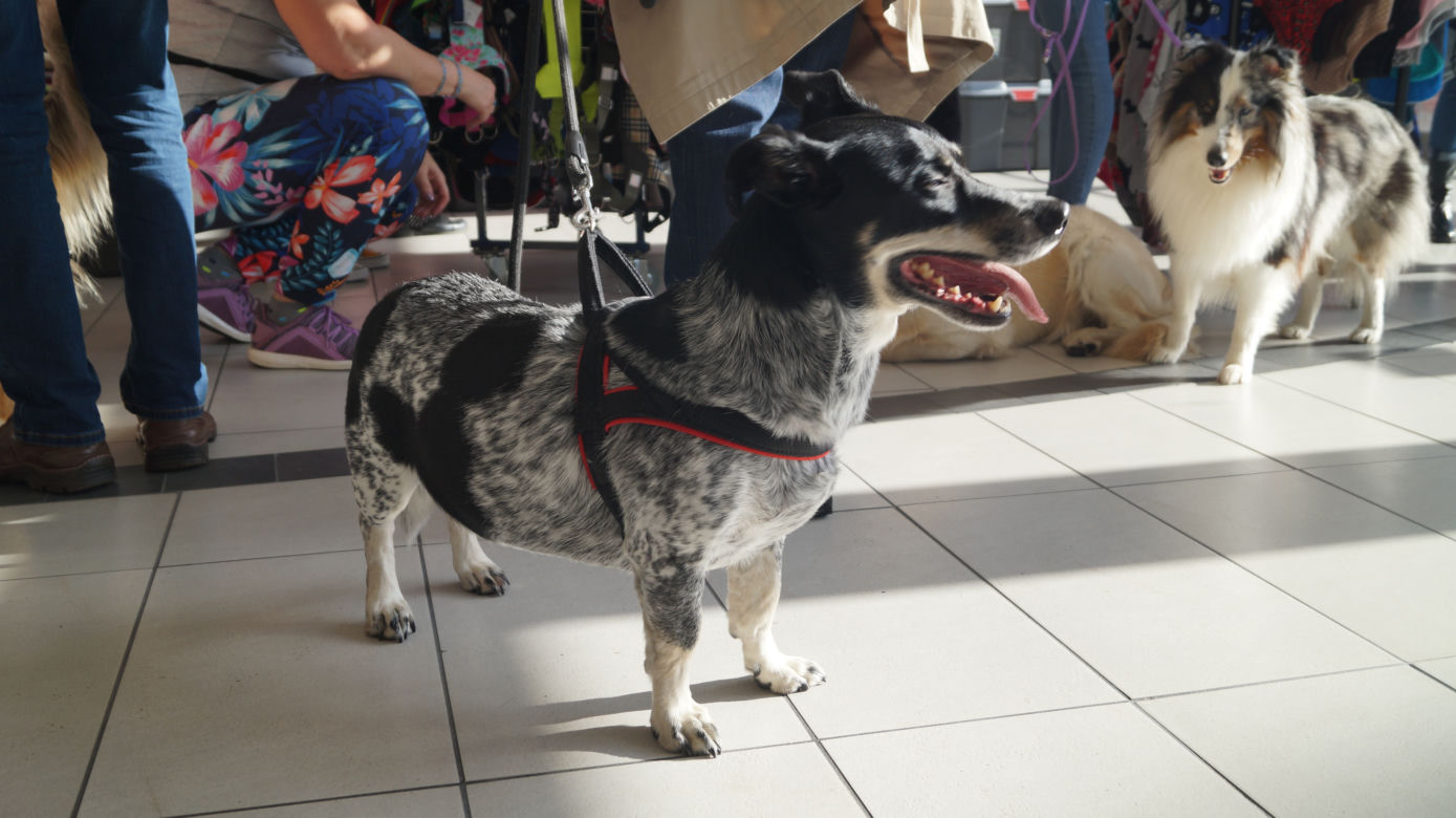 PupiLove Targi w Focus Mall Bydgoszczy [ZDJĘCIA]
