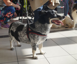 PupiLove Targi w Focus Mall Bydgoszczy [ZDJĘCIA]