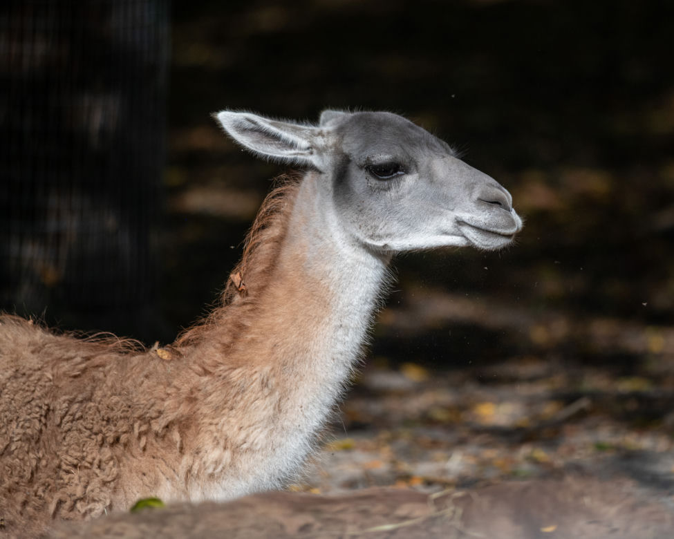 Nowi mieszkańcy Orientarium ZOO Łódź