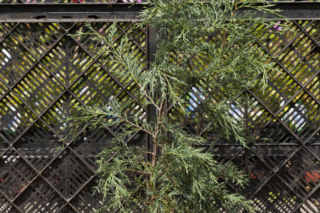 Jałowiec skalny 'Blue Haeven' - Juniperus scopulorum 'Blue Haeven'