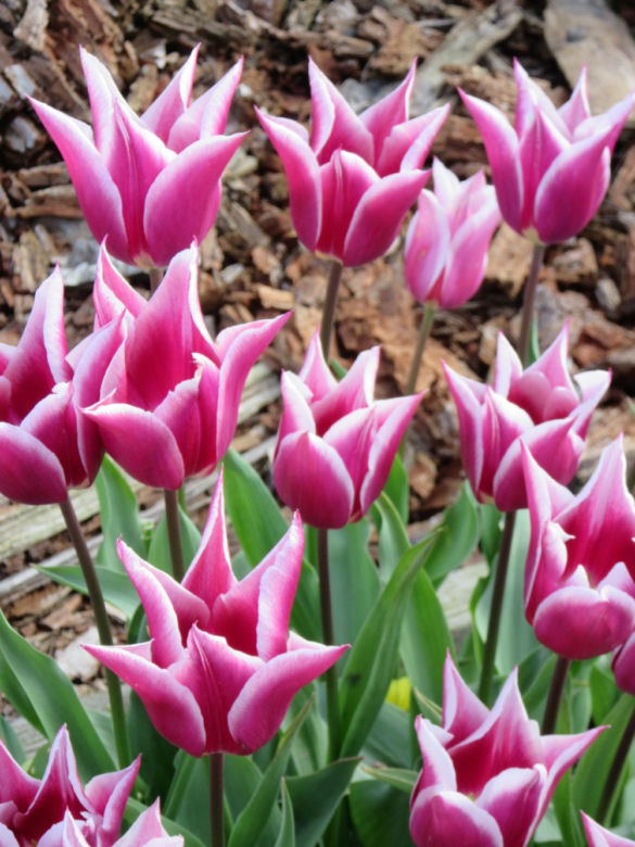 Tulipany liliokształtne