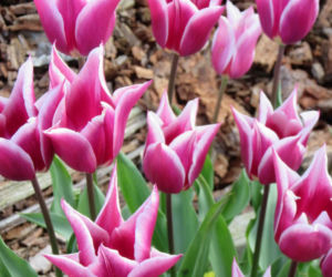 Tulipany liliokształtne