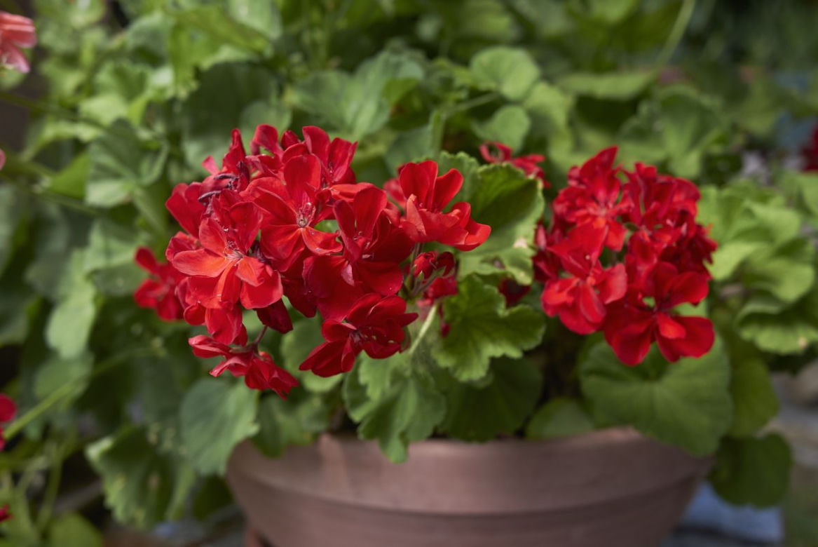 Pelargonie rabatowe