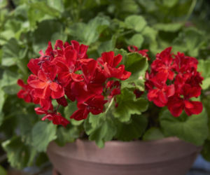 Pelargonie rabatowe
