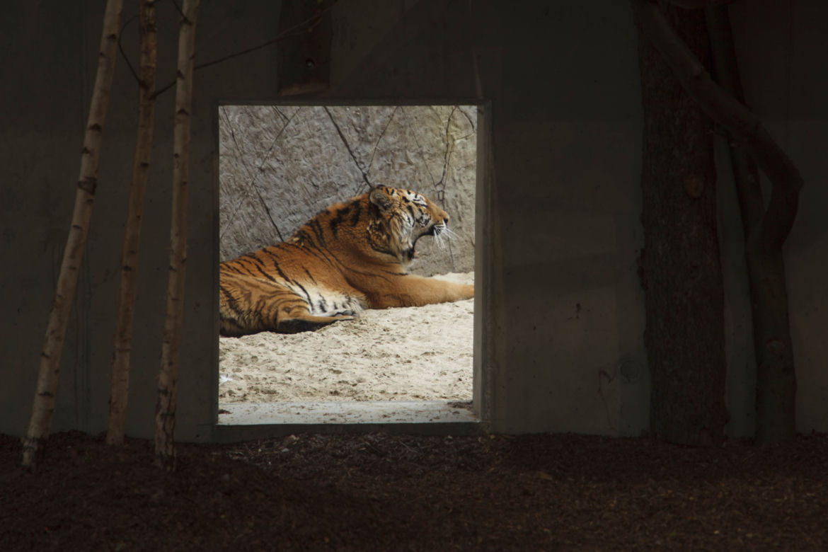 Zoo Opole. Lwy na wybiegu po 24 latach! Wielkie koty wróciły [ZDJĘCIA]