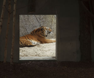 Zoo Opole. Lwy na wybiegu po 24 latach! Wielkie koty wróciły [ZDJĘCIA]