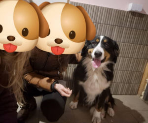 Niesamowita historia berneńczyka z Bydgoszczy! Bella wreszcie wróciła do domu