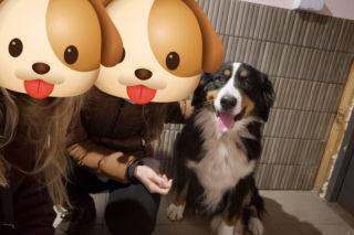 Niesamowita historia berneńczyka z Bydgoszczy! Bella wreszcie wróciła do domu