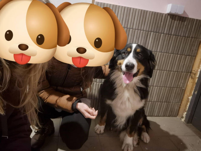 Niesamowita historia berneńczyka z Bydgoszczy! Bella wreszcie wróciła do domu