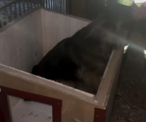 Koniec heroizmu Dody? Artystka mówi dość po dramatycznych wizytach w schroniskach