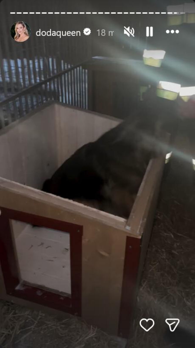 Koniec heroizmu Dody? Artystka mówi dość po dramatycznych wizytach w schroniskach