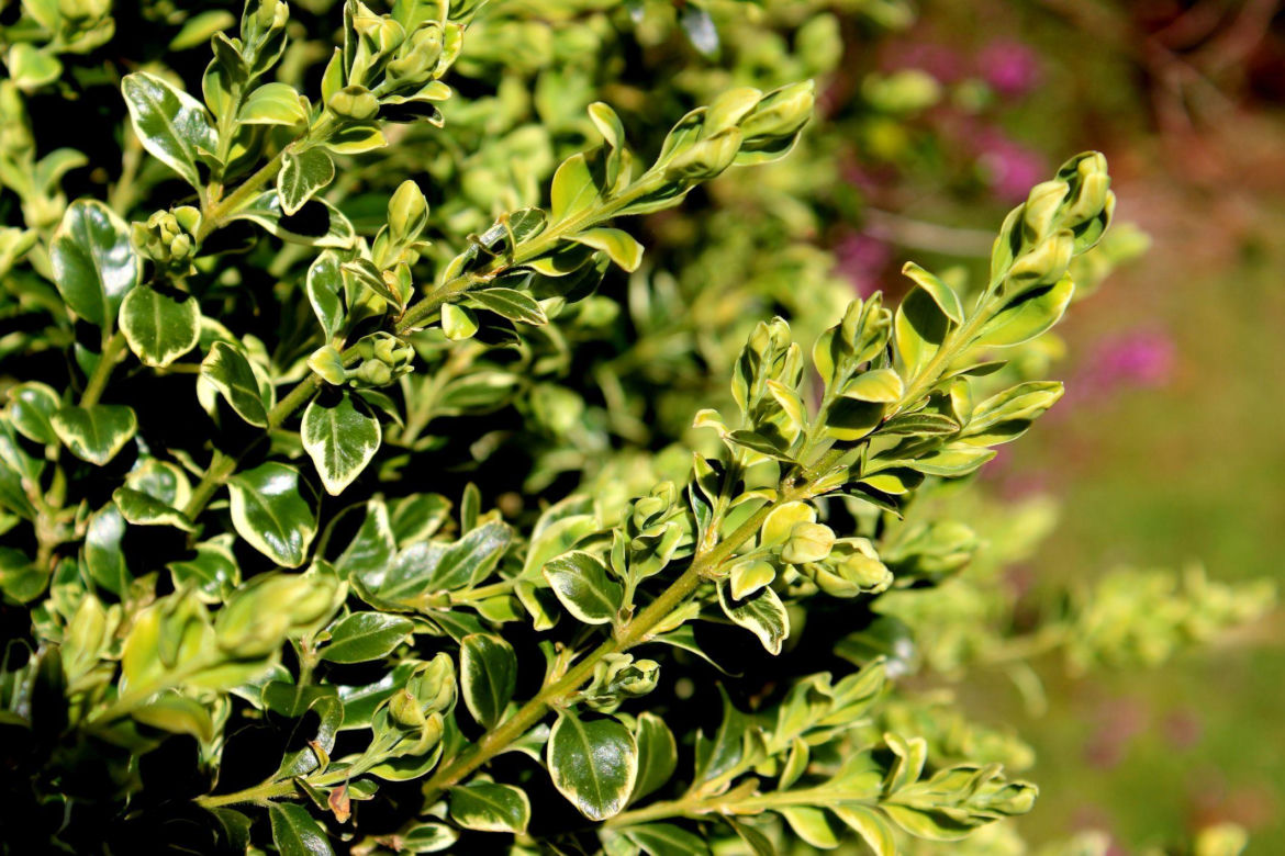 Bukszpan wieczniezielony ‘Variegata’