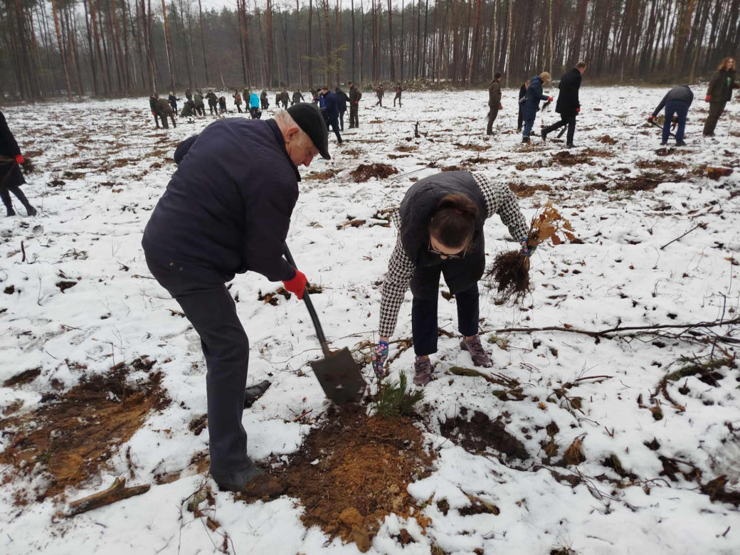 W akcji sadzenia lasu z okazji 80-lecia Nadleśnictwa Siedlce uczestniczyło ponad sto osób
