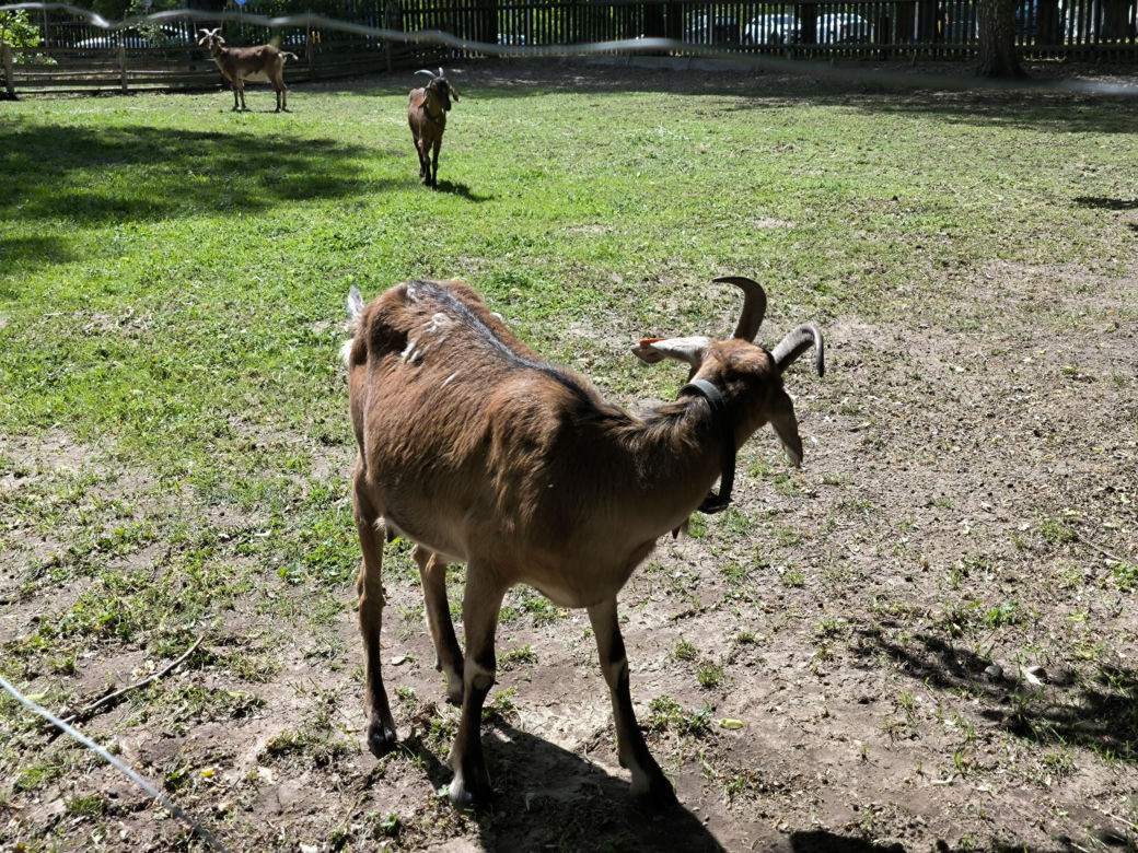 Skansen w Wolsztynie