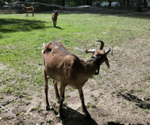 Skansen w Wolsztynie