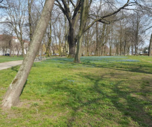 Żółte i niebieskie symbole wiosny w Lesznie