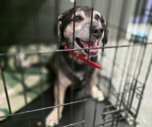 Akcja ratunkowa w likwidowanym schronisku Kocham Psisko w Mąkosach Nowych