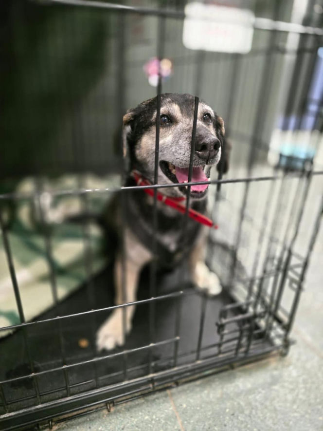 Akcja ratunkowa w likwidowanym schronisku Kocham Psisko w Mąkosach Nowych