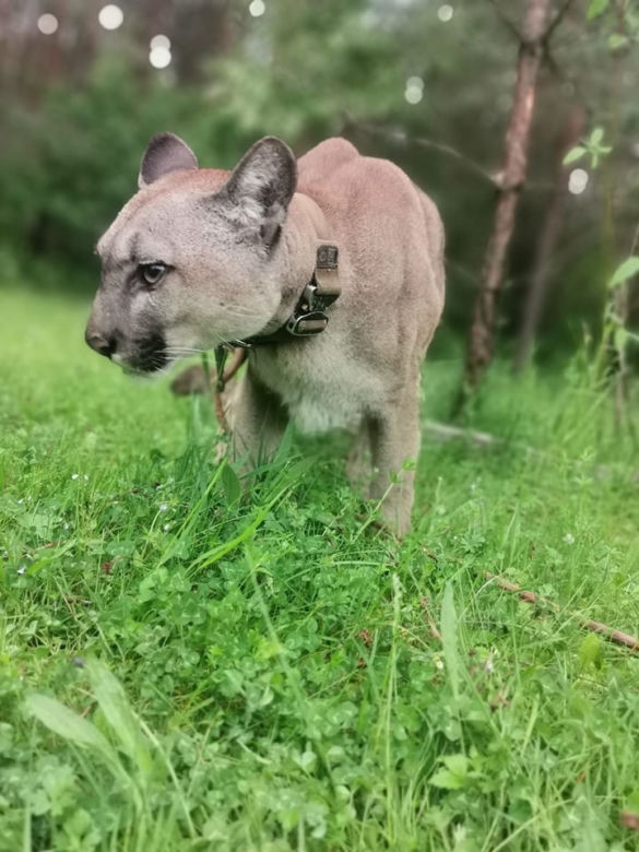 Śląskie: Dramatyczna akcja! Weteran z Afganistanu i puma: "To moje dziecko"