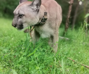 Śląskie: Dramatyczna akcja! Weteran z Afganistanu i puma: To moje dziecko