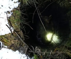 Myśleli, że to dzik. Maleńka sarenka została uratowana z niebezpiecznej pułapki